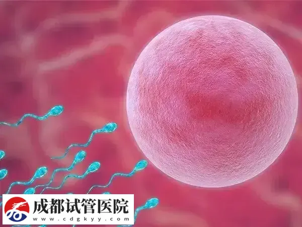 试管移植后48小时是不是很关键