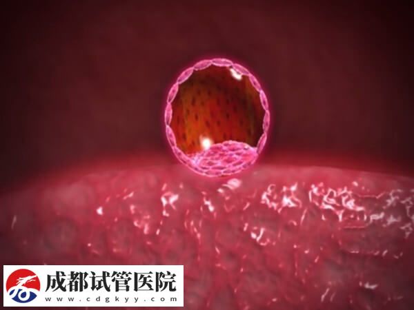 试管移植后48小时是不是很关键(图2)